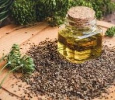 Dill Seed Oil