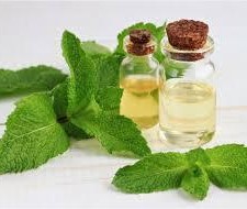 Mentha Oil